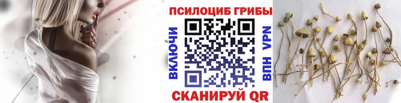 Псилоцибиновые грибы Psilocybine cubensis  Моздок 